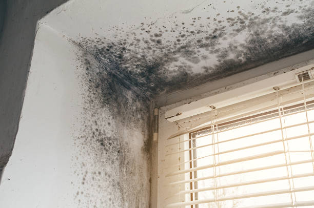 Mold Removal service in Friedens